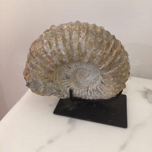 Amoniet op voet -  klein