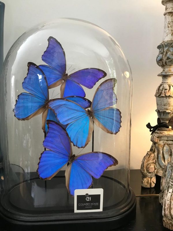 Stolp morpho